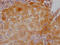 Coagulation Factor X antibody, CSB-RA599469A0HU, Cusabio, Immunohistochemistry paraffin image 