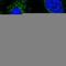 NADH:Ubiquinone Oxidoreductase Subunit C1 antibody, HPA044556, Atlas Antibodies, Immunocytochemistry image 