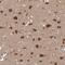 Nucleoporin 43 antibody, HPA027126, Atlas Antibodies, Immunohistochemistry paraffin image 