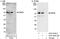 Methyl-CpG Binding Domain 4, DNA Glycosylase antibody, A301-634A, Bethyl Labs, Western Blot image 