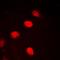 Neuronal PAS Domain Protein 4 antibody, orb256724, Biorbyt, Immunofluorescence image 