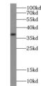 Dual specificity mitogen-activated protein kinase kinase 6 antibody, FNab05118, FineTest, Western Blot image 