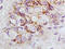 Fas Ligand antibody, 250646, Abbiotec, Immunohistochemistry paraffin image 