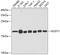 Nudix Hydrolase 1 antibody, A04258-1, Boster Biological Technology, Western Blot image 