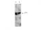 Epithelial Cell Transforming 2 antibody, TA319414, Origene, Western Blot image 