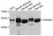 Gasdermin A antibody, abx125914, Abbexa, Western Blot image 