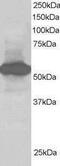 SIL1 Nucleotide Exchange Factor antibody, PA1-32021, Invitrogen Antibodies, Western Blot image 