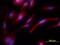 Tyrosine Kinase With Immunoglobulin Like And EGF Like Domains 1 antibody, MAB619, R&D Systems, Immunofluorescence image 