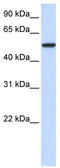 Karyopherin Subunit Alpha 3 antibody, TA335052, Origene, Western Blot image 