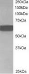 Chromatin Licensing And DNA Replication Factor 1 antibody, TA302447, Origene, Western Blot image 