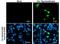 Herpes Simplex Virus tag antibody, NBP2-43816, Novus Biologicals, Immunofluorescence image 