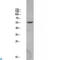Beta-Secretase 1 antibody, LS-C813334, Lifespan Biosciences, Western Blot image 