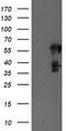 Schwannomin-interacting protein 1 antibody, TA504440, Origene, Western Blot image 