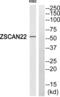 Zinc Finger And SCAN Domain Containing 22 antibody, abx015009, Abbexa, Western Blot image 