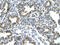 HDAC7 antibody, ARP42788_T100, Aviva Systems Biology, Immunohistochemistry frozen image 
