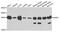 RAB17, Member RAS Oncogene Family antibody, PA5-76280, Invitrogen Antibodies, Western Blot image 