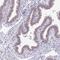 HLP antibody, NBP2-47275, Novus Biologicals, Immunohistochemistry frozen image 