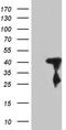 SHANK Associated RH Domain Interactor antibody, TA811608, Origene, Western Blot image 