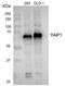 ATP Binding Cassette Subfamily C Member 4 antibody, orb136696, Biorbyt, Western Blot image 
