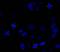 Aurora Kinase A antibody, NB100-2371, Novus Biologicals, Immunocytochemistry image 