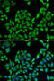 UDP Glucuronosyltransferase Family 1 Member A1 antibody, 22-045, ProSci, Immunofluorescence image 