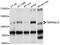 Transmembrane Serine Protease 15 antibody, abx126714, Abbexa, Western Blot image 