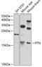HB-GAM antibody, 18-953, ProSci, Western Blot image 