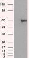 Atrial natriuretic peptide receptor 3 antibody, GTX84015, GeneTex, Western Blot image 