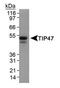 Perilipin-3 antibody, PA1-46161, Invitrogen Antibodies, Western Blot image 