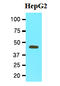 MAT 2 antibody, AM09067PU-S, Origene, Western Blot image 