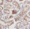 Cytosolic Iron-Sulfur Assembly Component 2B antibody, FNab03000, FineTest, Immunohistochemistry paraffin image 