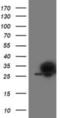 Phosphoglycerate Mutase 2 antibody, NBP2-01142, Novus Biologicals, Western Blot image 