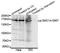 Structural Maintenance Of Chromosomes 1A antibody, orb129745, Biorbyt, Western Blot image 