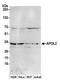 Apolipoprotein L2 antibody, A305-617A-M, Bethyl Labs, Western Blot image 