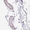 EMAP Like 5 antibody, HPA054019, Atlas Antibodies, Immunohistochemistry frozen image 