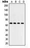 p65 antibody, LS-C352790, Lifespan Biosciences, Western Blot image 
