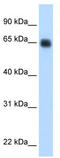 High molecular weight kininogen antibody, TA338316, Origene, Western Blot image 