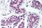 TAR DNA Binding Protein antibody, MBS241928, MyBioSource, Immunohistochemistry paraffin image 