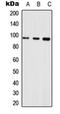 Neuroligin 1 antibody, orb234921, Biorbyt, Western Blot image 