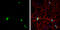 ELAV Like RNA Binding Protein 3 antibody, GTX134128, GeneTex, Immunofluorescence image 