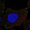 Protocadherin Gamma Subfamily B, 1 antibody, HPA076182, Atlas Antibodies, Immunofluorescence image 