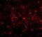 Cell Death Inducing P53 Target 1 antibody, NBP1-76993, Novus Biologicals, Immunofluorescence image 
