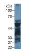 Pancreatic Lipase antibody, MBS2013465, MyBioSource, Western Blot image 
