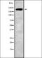 Agrin antibody, orb337977, Biorbyt, Western Blot image 
