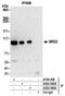 Bromodomain Containing 2 antibody, A302-583A, Bethyl Labs, Immunoprecipitation image 