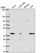 Peroxisomal biogenesis factor 19 antibody, HPA051966, Atlas Antibodies, Western Blot image 