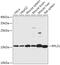 Ribosomal Protein L31 antibody, 16-971, ProSci, Western Blot image 