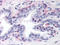 Peroxisome proliferator-activated receptor gamma antibody, AP07257PU-N, Origene, Immunohistochemistry frozen image 