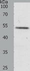 Relaxin Family Peptide Receptor 3 antibody, TA321853, Origene, Western Blot image 