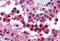 Cullin 9 antibody, MBS241302, MyBioSource, Immunohistochemistry frozen image 